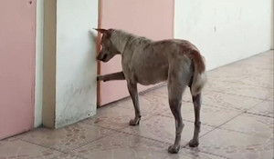 Cảm động chú chó trung thành ngồi đợi người bạn đã qua đời