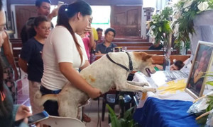 Đau lòng cảnh chó khóc nấc trong đám tang chủ