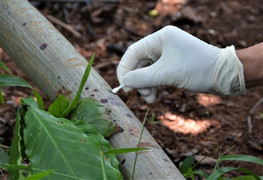 Ba bà cháu bị hàng xóm sát hại, chôn xác phi tang: Sợi tóc, giọt máu tố cáo hung thủ