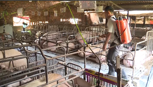 Đắk Lắk sẵn sàng ứng phó dịch tả lợn châu Phi