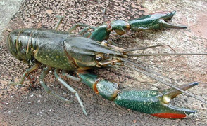 Video: Loài tôm nhìn giống tôm hùm đất bị cấm tại Việt Nam