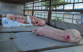 Vì sao xe chở lợn nhiễm virus dịch tả lợn châu Phi 'qua mặt' trạm kiểm dịch ở Quảng Nam?