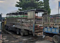 Xe tải chở lợn nhiễm virus dịch tả lợn châu Phi từ Bắc Ninh ngang nhiên dừng bán ở Quảng Nam