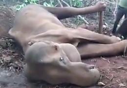 Video: Cảm động cảnh voi con lay gọi voi mẹ trong vô vọng