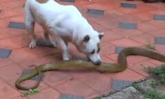 Video: 'Đại chiến' chó nhà với rắn hổ trâu