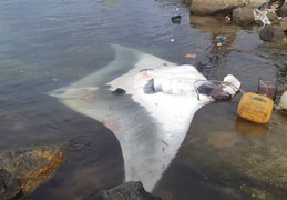 Ngư dân đảo Lý Sơn bắt được cá đuối ‘khủng’