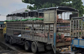 Xuất hiện ổ dịch tả lợn châu Phi ở Đà Nẵng