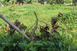 Xót xa nhìn 3 sào cây ăn quả của người dân Hưng Yên bị kẻ gian chặt phá chỉ sau 1 đêm