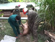 Đắk Lắk liên tiếp phát hiện, tiêu hủy hàng trăm con lợn nhiễm virus dịch tả lợn Châu Phi