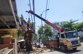 Nhóm người ngang nhiên triệt hạ cây cổ thụ trên phố Đà Nẵng