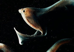 Video: Những sinh vật kinh dị ẩn nấp dưới đáy Tam giác quỷ