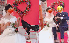 Cặp đôi mang gà chọi đi chụp hình cưới khiến dân mạng lo lắng cho thợ ảnh