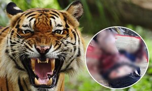 Nạn nhân bị hổ cắn đứt hai tay khi cầm thanh sắt trước chuồng