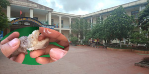 Nghi thịt lợn nhiễm sán ở trường mầm non, hiệu trưởng tin vào 'kết luận' của bà bán thịt