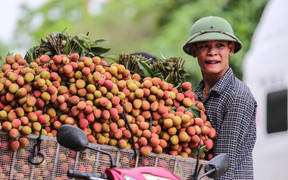 Khai mạc tuần lễ vải thiều Lục Ngạn tại Hà Nội năm 2019