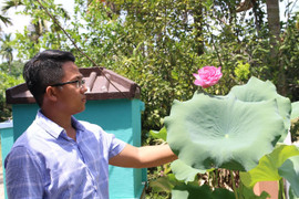 Ảnh: Ngắm vườn sen nở hoa nghìn cánh của chàng trai 9X xứ Quảng