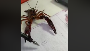 Con tôm tự cầm bút viết khiến dân mạng xôn xao