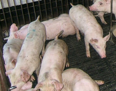 Dịch tả lợn châu Phi xuất hiện tại 2 huyện ở Bình Thuận