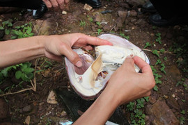 Nông dân Ninh Bình bắt trai nhả ngọc quanh năm nhờ chiêu độc