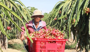 Giá thanh long cao kỷ lục 5 năm, nông dân Bình Thuận lãi đậm