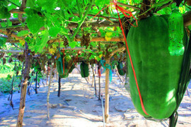 'Hốt bạc' với trồng củ quả khổng lồ ở Việt Nam