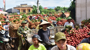 Video: Xe máy, ô tô tắc hàng giờ ở vựa vải lớn nhất miền Bắc