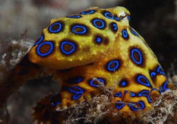 Clip: Những động vật có thể giết người hàng loạt