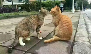 Mèo vàng bắt quả tang bạn tình đang cặp kè với 'trai lạ'