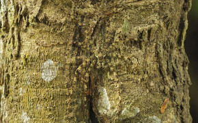 Độc đáo những màn ngụy trang bậc thầy của động vật