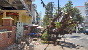 Vì sao chưa xử lý nhóm người ngang nhiên triệt hạ cây cổ thụ trên phố Đà Nẵng?