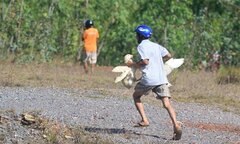 Xe chở vịt lật giữa đường, dân hùa vào hôi của