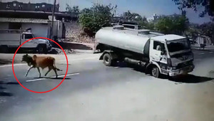 Clip: Bò thả rông lững thững sang đường, tài xế xe bồn bẻ lái 180° khét lẹt như phim