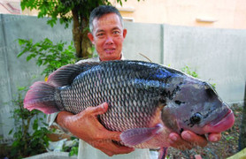 Nuôi cá tai tượng, lão nông kiếm bộn tiền