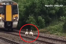 Video: Tàu hoả kiên nhẫn đi chậm nhường đường ray cho thiên nga