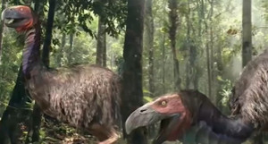 Nếu loài chim to như khủng long này chưa tuyệt chủng thì chuyện gì sẽ xảy ra?