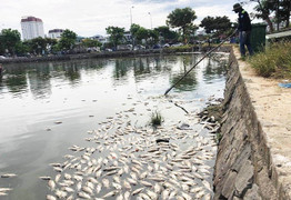 Hàng tấn cá tiếp tục chết nổi trắng hồ Thạc Gián: Sở TN-MT Đà Nẵng giải thích thế nào?