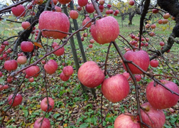 Táo Nhật Sekai-ichi 500.000 đồng/quả được trồng thế nào?