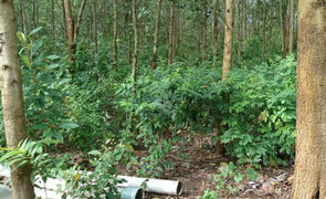 Tìm thấy thi thể kiểm lâm viên tại rừng keo ở Bình Định sau 5 ngày mất tích