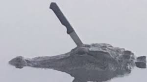 Cá sấu bơi trong hồ với con dao găm trúng sọ