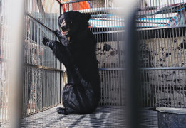 Giải cứu gấu ngựa từng được trùm ma túy nuôi nhốt ở Lạng Sơn