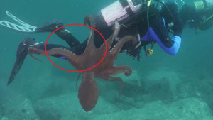 Khoảnh khắc bạch tuộc dùng xúc tu quấn thợ lặn tại vùng biển Nhật Bản