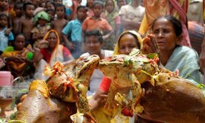 Video: Kỳ lạ tục làm đám cưới cho ếch, tổ chức đi cả tuần trăng mật