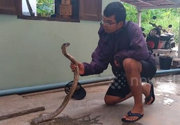 Video: Người đàn ông 'thôi miên' rắn hổ mang trước khi dùng tay không tóm gọn