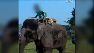 Phẫn nộ cảnh voi bị đánh đập dã man đến đổ máu để làm trò tiêu khiển