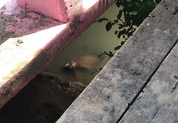 Cứu hộ chuẩn bị gắn thẻ nhận dạng thi thể, 'xác chết' đột ngột mở mắt, cất tiếng chào hỏi