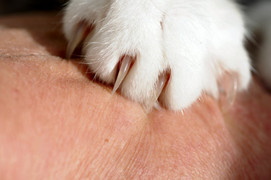 Lây dại từ vết mèo cào, bé trai 11 tuổi ở Tuyên Quang thiệt mạng