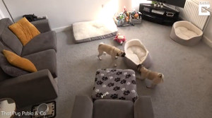 Video: Hài hước hai con chó quậy tung nhà khi chủ đi vắng