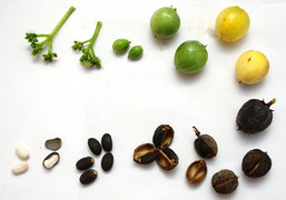 Bốn em bé ở Yên Bái ngộ độc do ăn hạt cây dầu mè