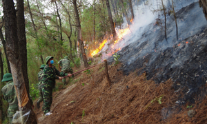 Rừng thông bị cháy dữ dội hơn 1 ngày ở Nghệ An