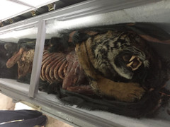 Kỹ nghệ nấu cao hổ, trò lừa tinh vi và những cách ghê rợn đưa hổ về Việt Nam